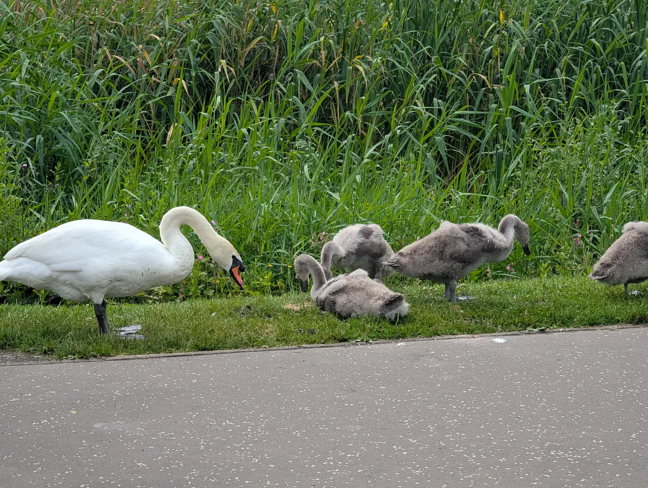 Jeff of the day is this family of mute swans. I assume they are quieter than trumpeters.