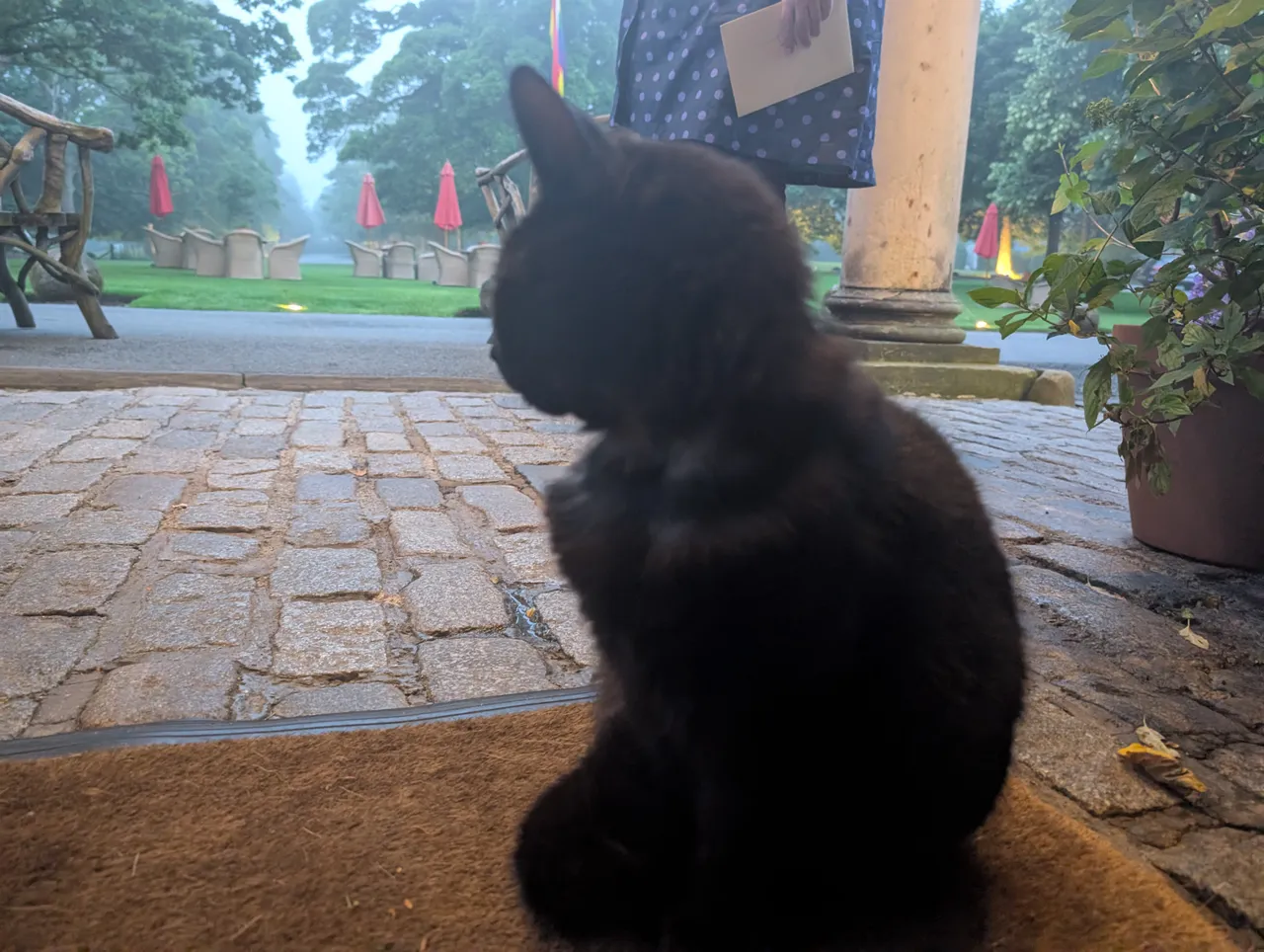 Prestonfield Cat.