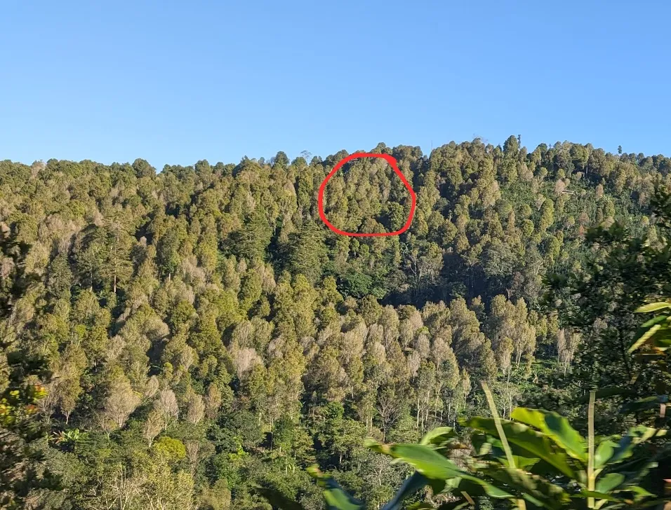 These are almost all clove trees, but I circled a few to be very specific.