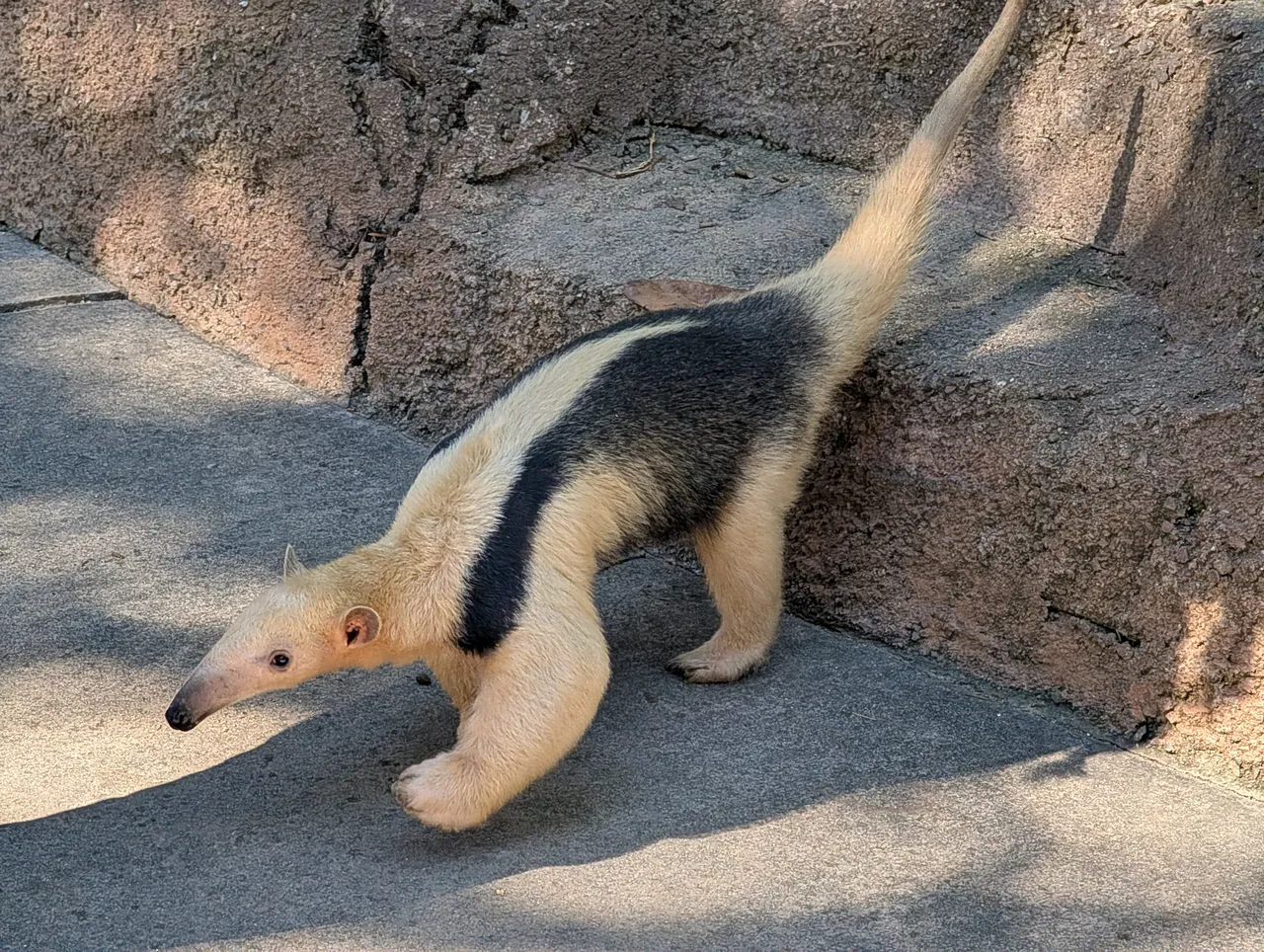 Remember that time I got to go behind the scenes at the San Diego Zoo Safari Park and meet a bunch of animals? I do. It was rad.