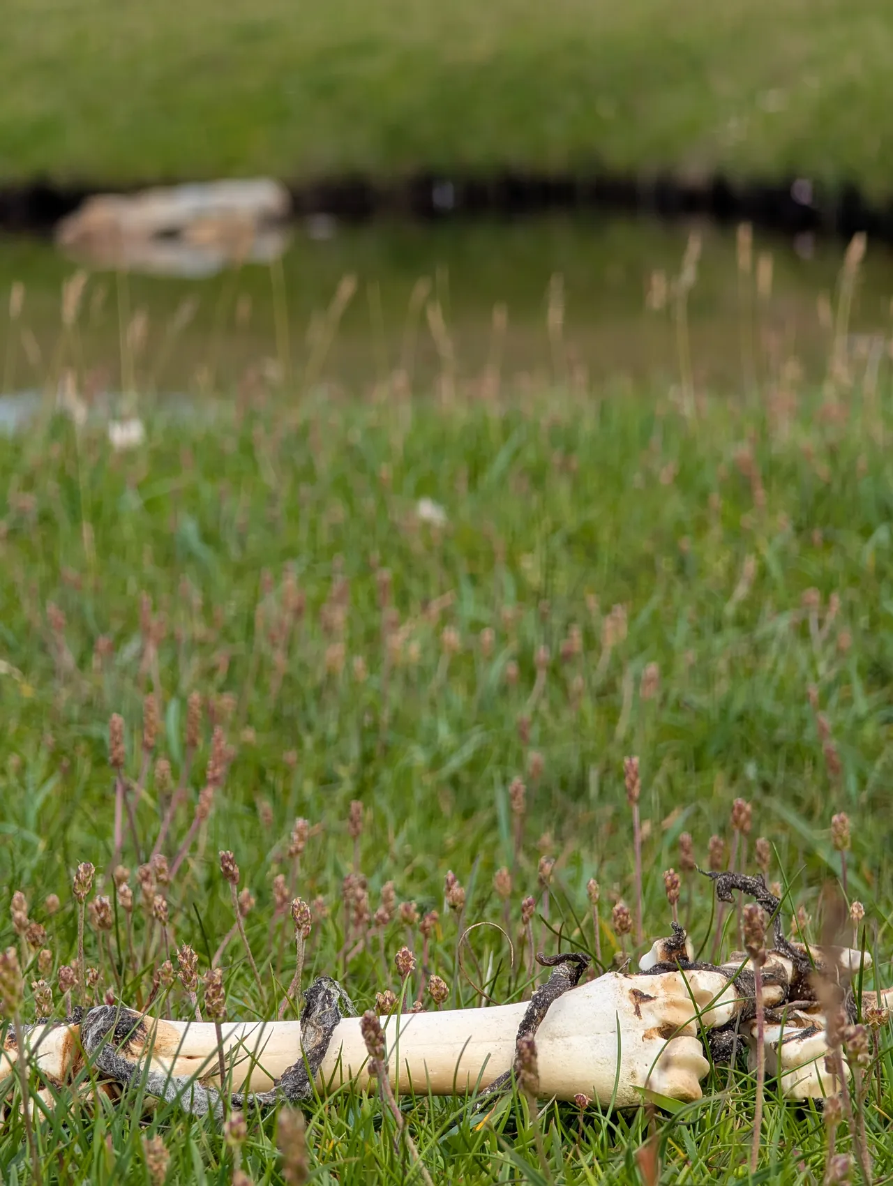 Sheep bone, peat. Shetland. The rest of the sheep was not nearby.