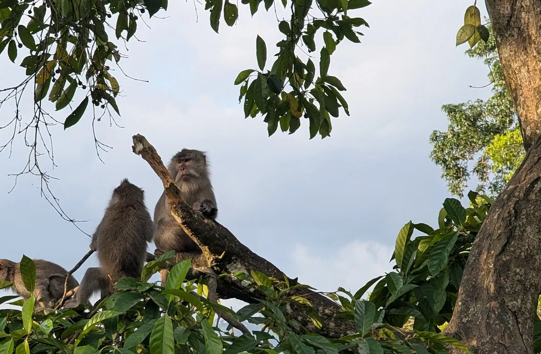 Two macaques having a serious conversation.