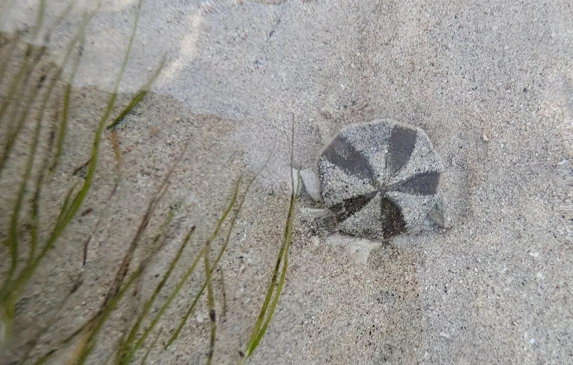 I don’t often see still-living sand dollars. They’re really weird. Truly, there are more things on heaven and earth than are dreamt of in my philosophy.