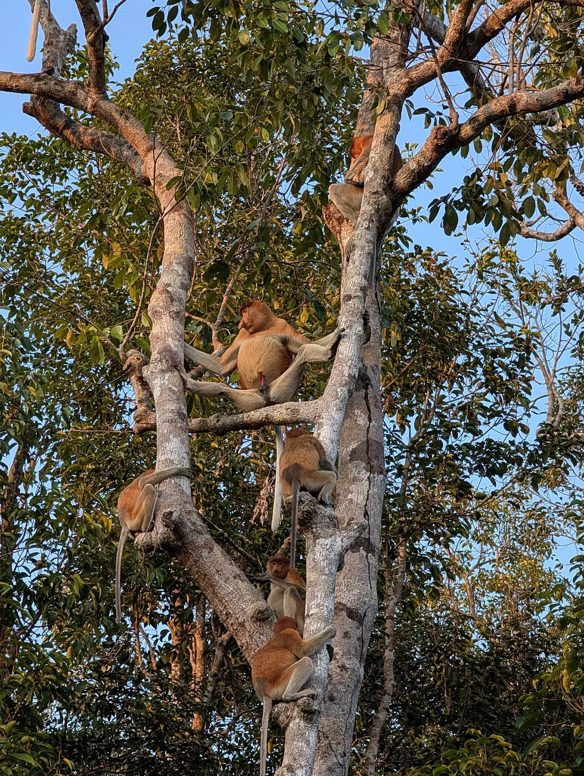 On the other hand, this monkey did not run away or cover up when I started shooting photos.