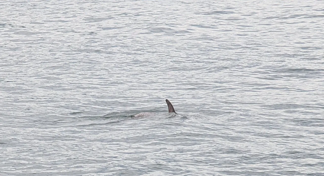 It is remarkably difficult to capture a dolphin partway though its leap or splash, but here’s a fin.