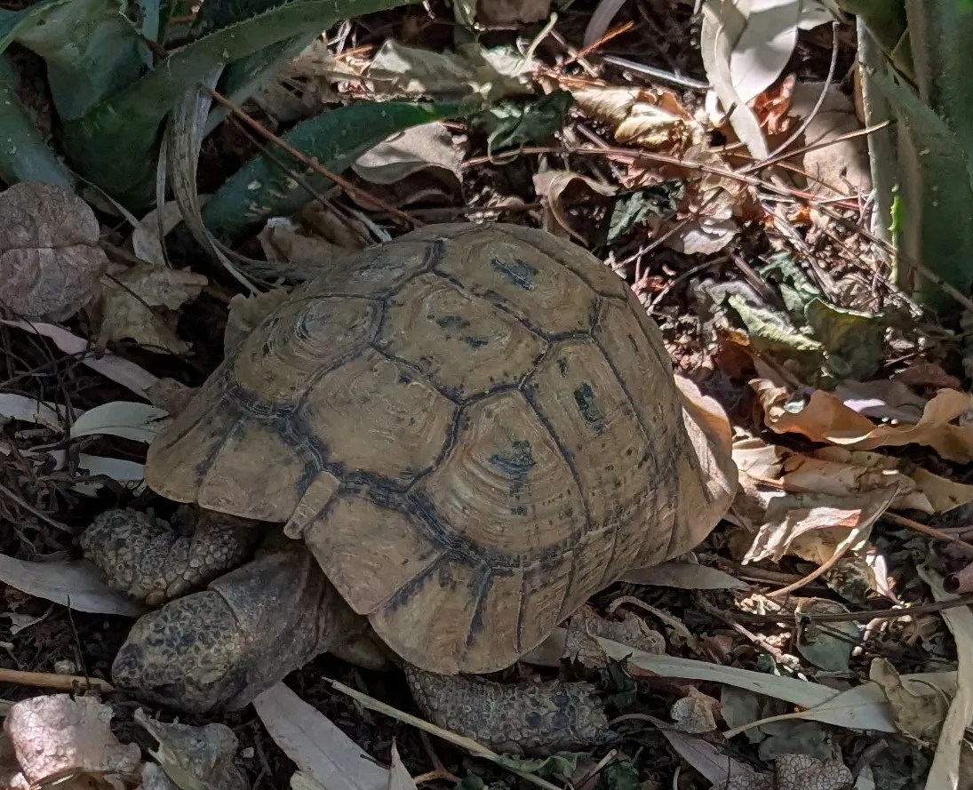 Not a sheep. There are some tortoises in the hotel garden.
