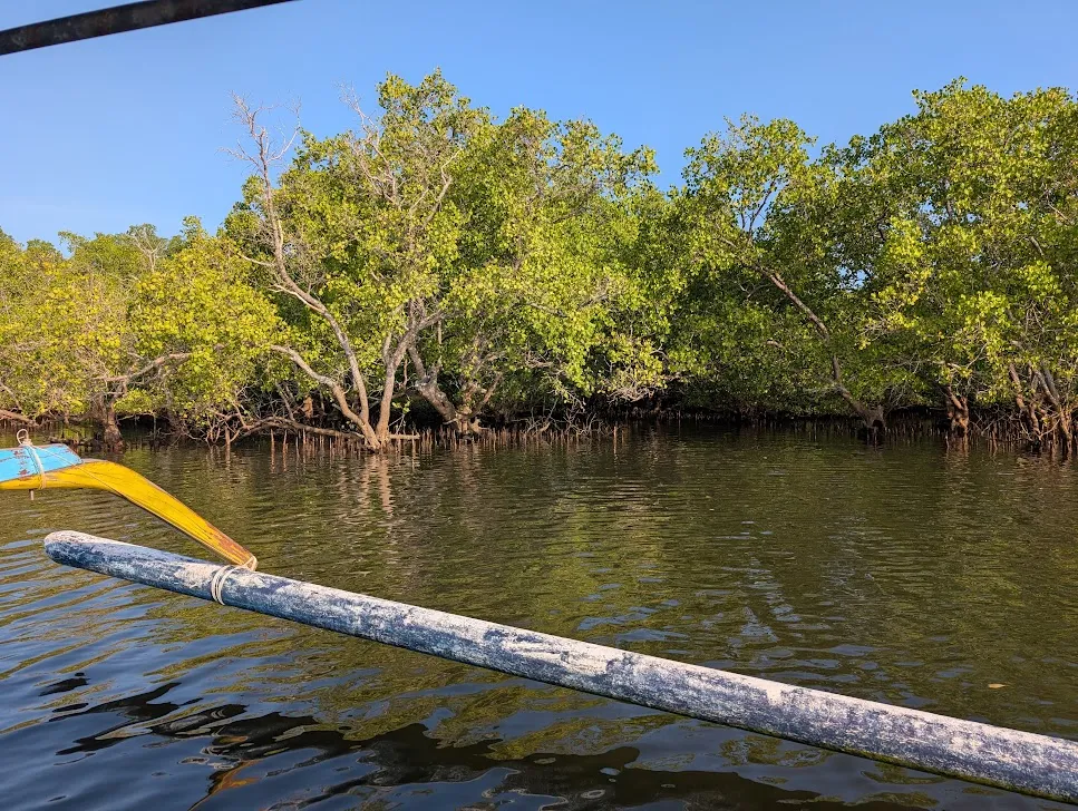 Some mangroves grow up, some grow down. I’m not sure what the difference is, probably species or something. There’s a pretty big monitor lizard in this photo (big for a monitor lizard that is). I found that out after I took the picture, and apparently didn’t take another with telephoto; I was too busy looking at it with my binoculars