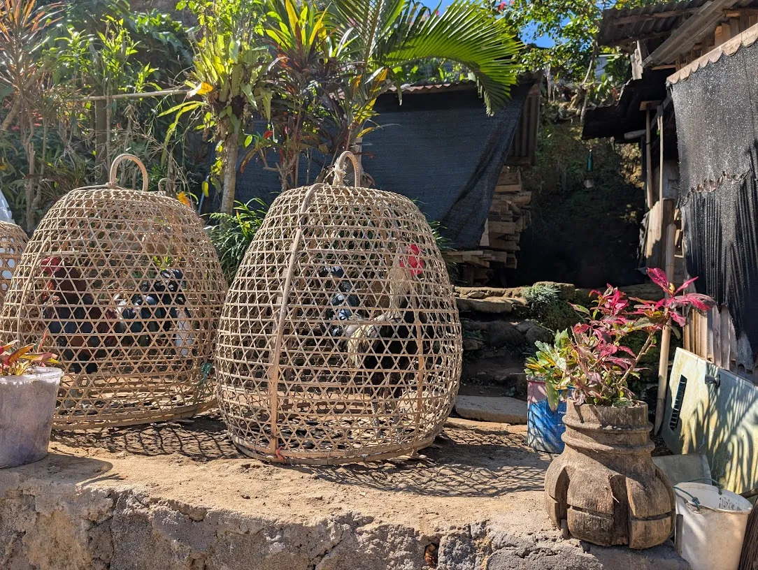 Bali has a lot of cockfighting. Much of it is illegal; the legal cockfights are held in temples on particular holy days, and are not to the death (the fight is ended after one bird is wounded). I don’t know if all the basket roosters are destined for cockfights, but there are a lot of good looking birds!