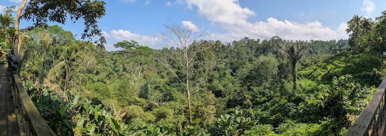 View from a coffee farm down to the river valley where the civets live.
